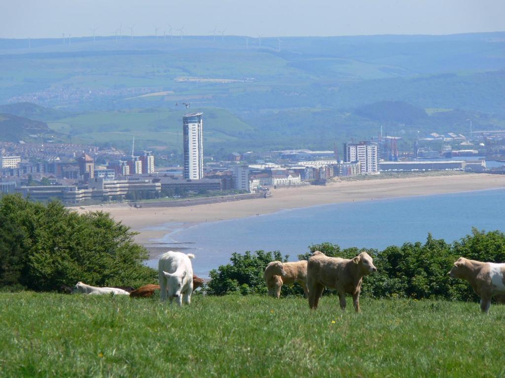 Clyne Farm Centre Villa The Mumbles Eksteriør billede